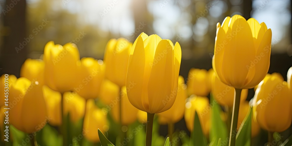 Obraz premium Yellow Purissima Tulips in a Spring Bloom