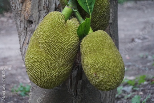 A bunch of green jackfruits hanging on a tree, Closeup shot of unripe jackfruits, Tropical jackfruit farming on a rural garden photo