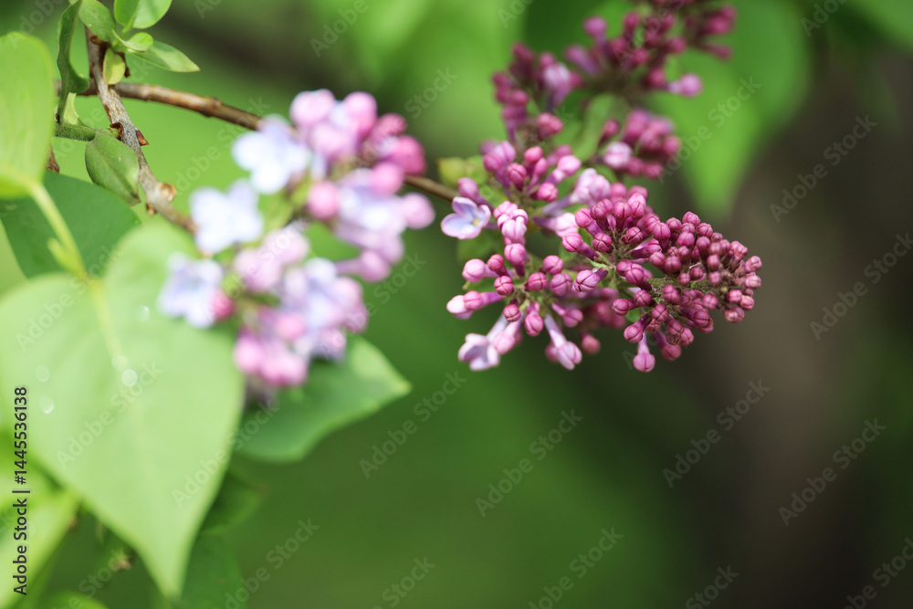 Lilac flowers on a bush. Spring blossom and green leaves