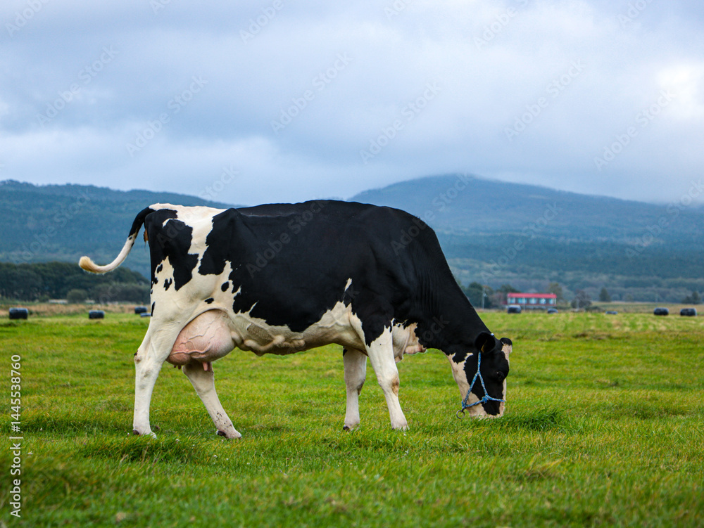 cows on a meadow cows on a meadow