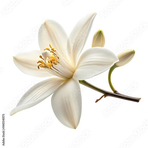 Stunning White Flower Image HighResolution Nature Photography isolated on transparent background