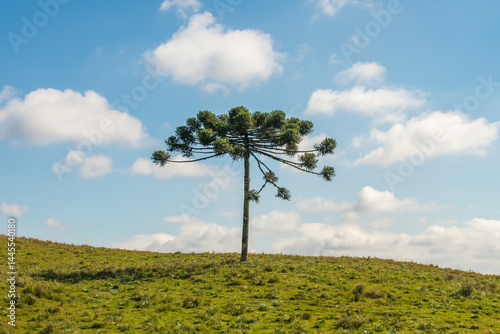 Beautiful Araucaria tree alone in a field - countryside of Sao Francisco de Paula, South of Brazil