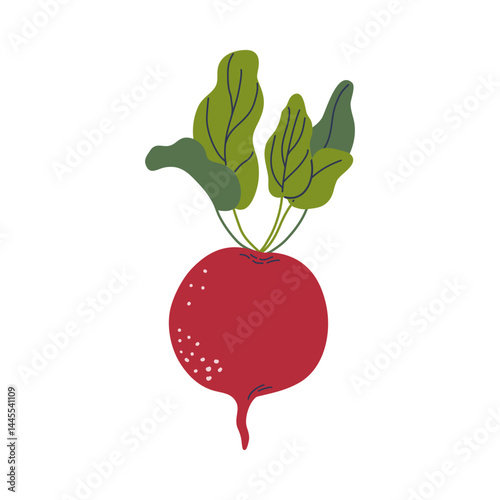 Beetroot. Root vegetable isolated on transparent background. Healthy natural raw vegan food. Hand drawn flat design vector illustration.
