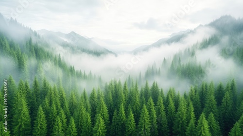 Misty mountain valley with lush evergreen forest