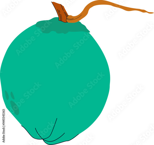 Coconut Fruit Illustration