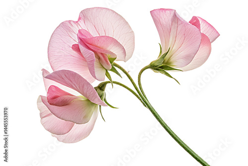 A beautiful pink rose blossom, a symbol of love and nature's beauty, its delicate petals isolated against a white backdrop.