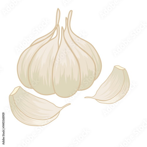 Garlic illustration