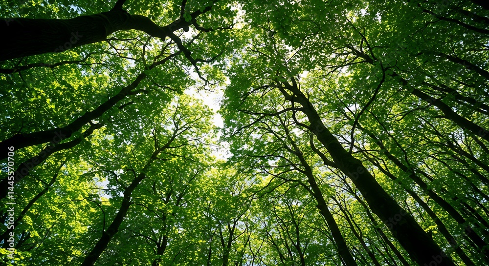 A Canopy of Lush Green Leaves: An Upward View into a Sun-Dappled Forest A Canopy of Lush Green Leaves: An Upward View into a Sun-Dappled Forest
