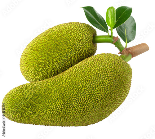 Jack Fruit with leaf isolated on a White Background
