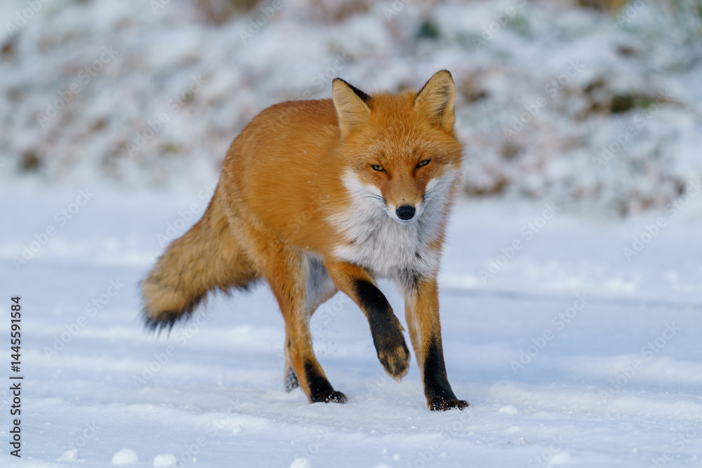 Red Fox Walking on Snowy Road in Biei, Hokkaido, Japan Red Fox Walking on Snowy Road in Biei, Hokkaido, Japan