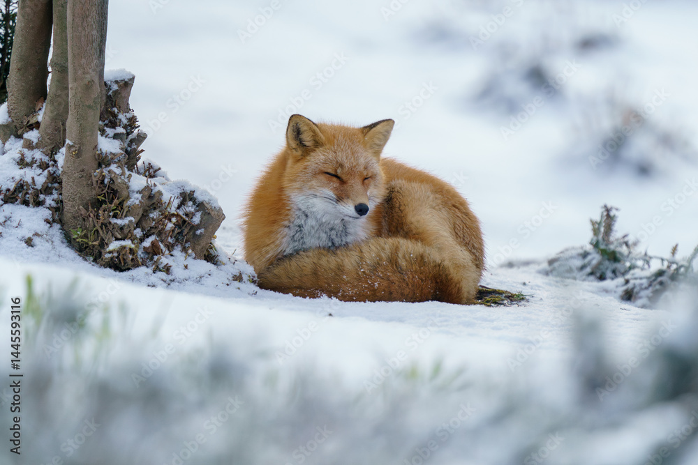 Red Fox Walking on Snowy Road in Biei, Hokkaido, Japan Red Fox Walking on Snowy Road in Biei, Hokkaido, Japan
