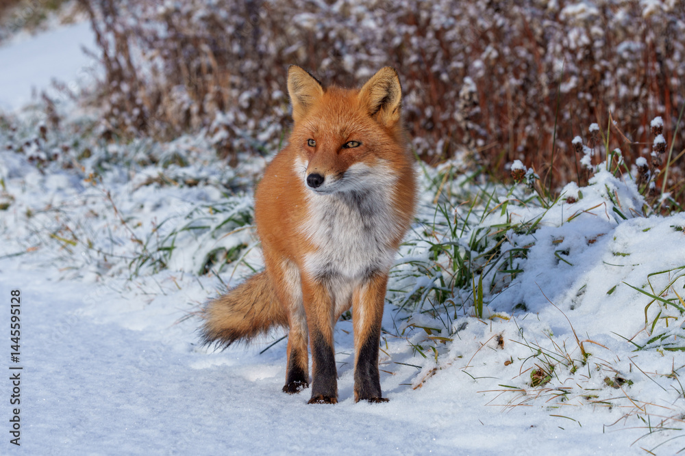 Red Fox Walking on Snowy Road in Biei, Hokkaido, Japan Red Fox Walking on Snowy Road in Biei, Hokkaido, Japan