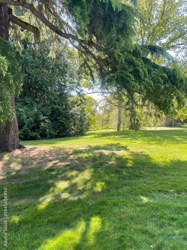 Obraz premium Sunny Park Landscape with Tree Shadows taken at sanderingham park 29th April 13.12pm