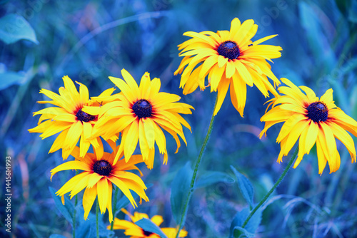 Flowering Rudbeckia hirta (Black-eyed Susan) flowers in the garden in summer. Nature background