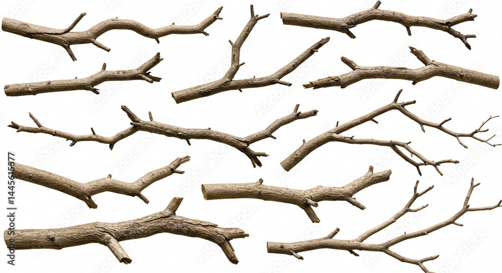 Fototapeta premium Realistic dry branches isolated on a transparent background. Dead tree branch, old twig, PNG, Cut out