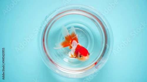 Red and white goldfish swims gently in glass fishbowl, top-down view footage. Representing simple pet life and aquatic beauty on blue background. Scene of calm solitude.