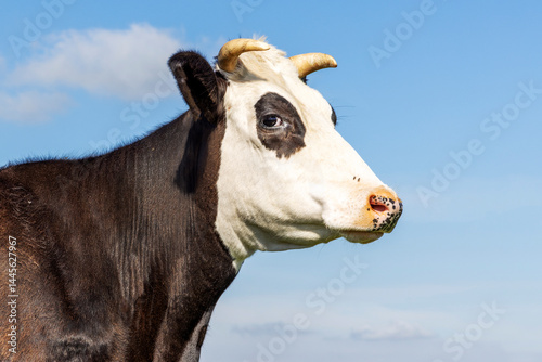 Portrait profil cow horned head, fleckvieh, white face black eye patches, blue sky