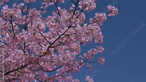 快晴の空と満開の河津桜