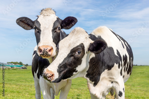 Two cows love and kiss, medium shot, authentic dairy young black and white cows, cuddling in a green field, a blue sky