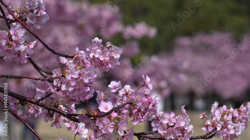 河津桜の桜並木