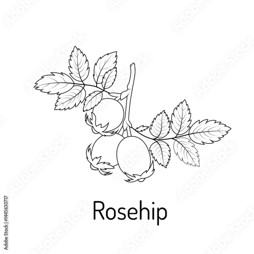 Detailed black and white line illustration of rosehip branch with leaves and fruit. Perfect for botanical books, herbal guides, coloring pages, and vintage design projects.
