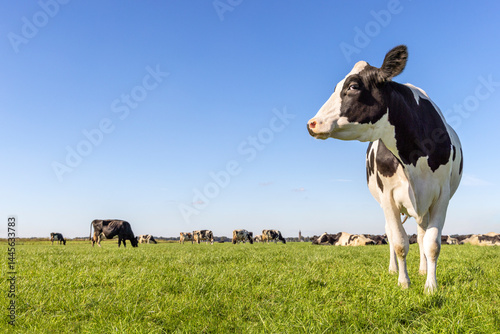 Obraz na płótnie Cow at right edge side, holstein cattle, in a field, blue sky