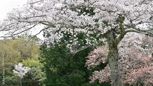 奈良公園の桜