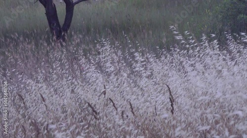 Cereals and bluegrass on the dry slopes of the northern part of the Black Sea, upland meadow Beautifully waving white grasses. Probably English bluegrass (Festuca pratensis) photo