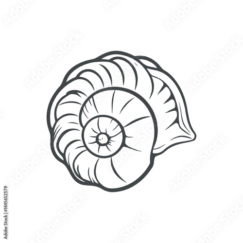 nautilus shell on white background