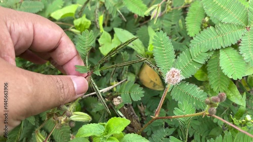 A gentle touch on the sensitive plant's (Mimosa Pudica) leaves triggers a rapid closure, showcasing its unique defense mechanism