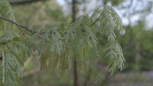 White oak tree video, The Westmoor Arboretum