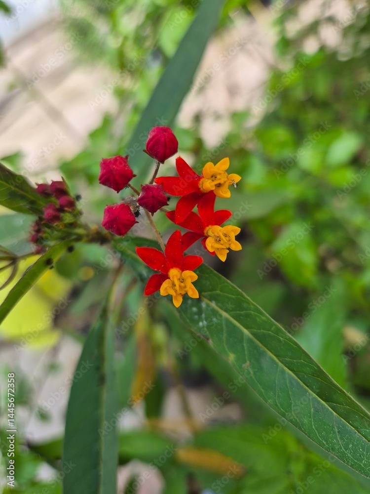 Asclepia. Red and yellow flowers.