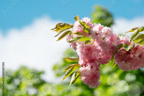 Springtime Symphony.. Beautiful  Sakura Blossoms in Bloom. Seasonal backgrounds