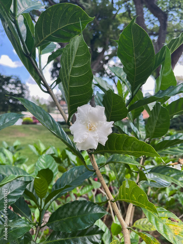 Close-up of white gardenia