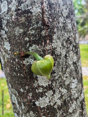 Soursop – Annona muricata flowering of flowers that are still on part of the trunk