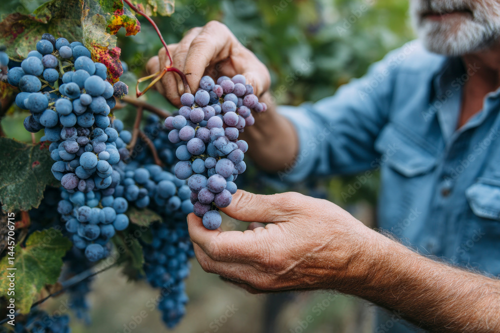 Obraz premium Man Harvesting Red Wine Grapes in Scenic Vineyard
