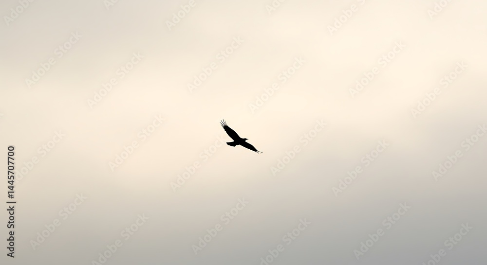 Fototapeta premium Black Bird Flying Against Pale Sky