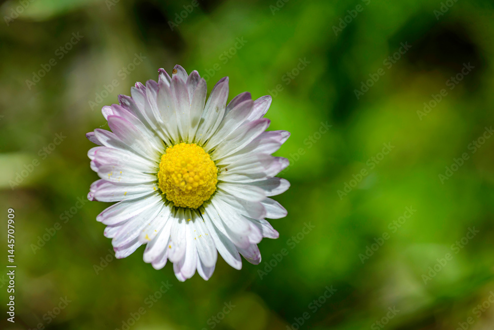 Obraz premium close up of daisy