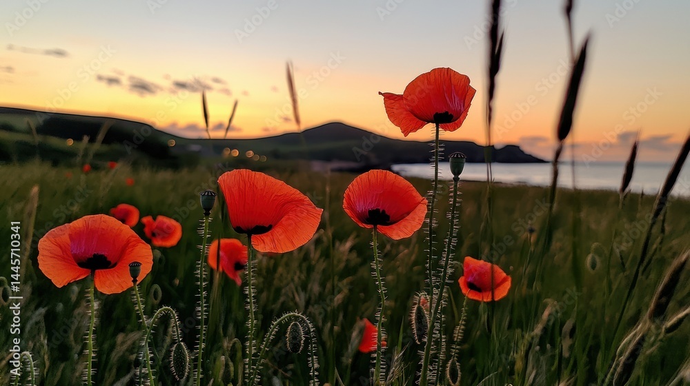 Vivid red poppies flourish with beautiful view during the sunset