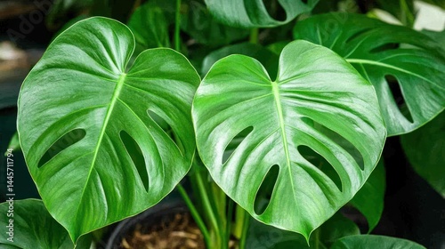 Obraz na płótnie Close up of green tropical plant leaves with holes details w salonie