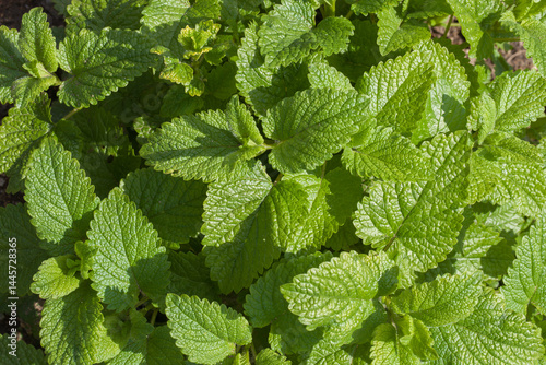 Plante de mélisse