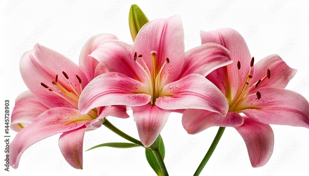 Fototapeta premium pink lily flower bloom blossom isolated