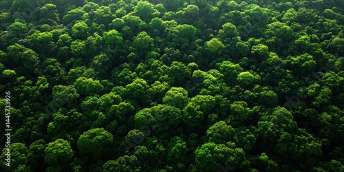 Aerial view of lush forest with densely packed trees creating vibrant green canopy, taken from high vantage point
