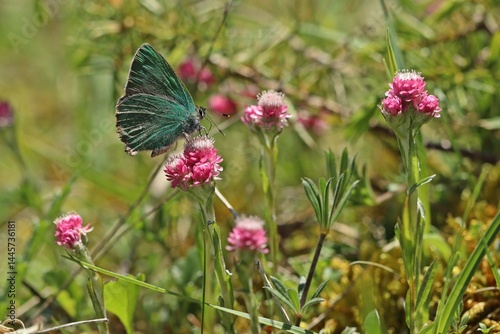 Grüner Zipfelfalter (Callophrys rubi).an weiblichem Gemeinen Katzenpfötchen (Antennaria dioica)