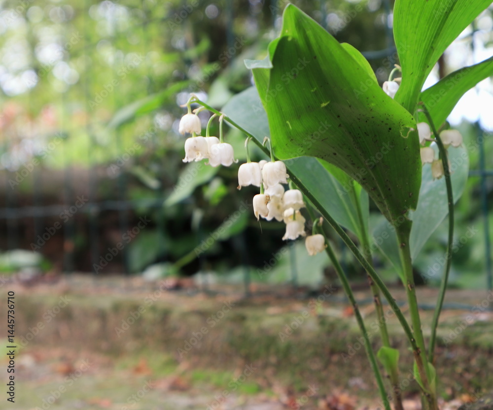 Obraz premium Mughetto nel giardino, Convallaria majalis