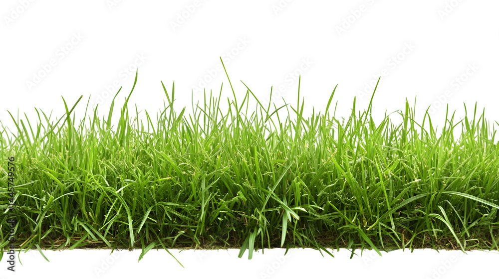Fototapeta premium Fresh Green Grass Isolated on Transparent Background for Professional Designs