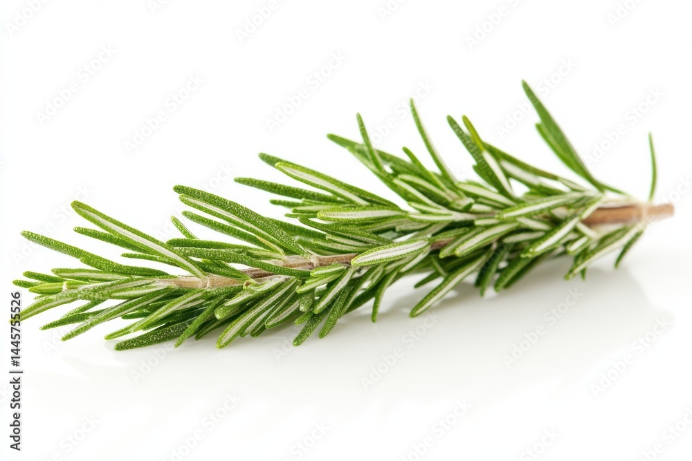 Fototapeta premium Fresh rosemary sprig vibrant green herb isolated on white background bright studio shot