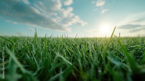 Obraz na płótnie An up-close view of dewy grass basking in the sunlight, showcasing nature's beauty and tranquility, inviting a sense of peace and connection to the outdoors. w salonie