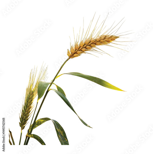 wheat tree with leave on white background
