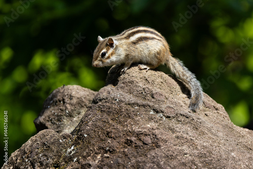 新緑のシマリス